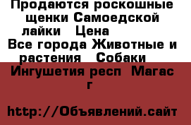 Продаются роскошные щенки Самоедской лайки › Цена ­ 40 000 - Все города Животные и растения » Собаки   . Ингушетия респ.,Магас г.